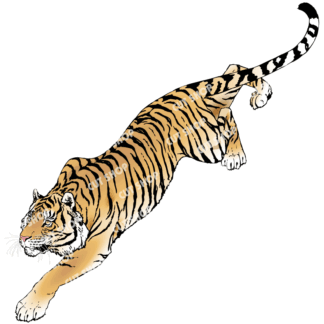 虎のイラスト3
