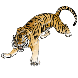虎のイラスト5