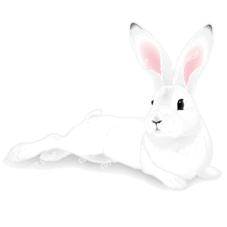 ニホンノウサギ（日本野兎）のイラスト